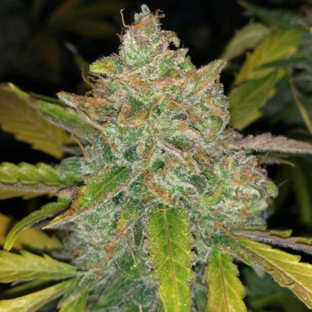 Purple Sunset Auto de Philosopher