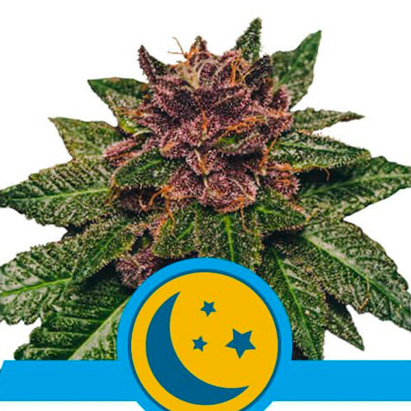 Purplematic CBD Auto de Royal Queen