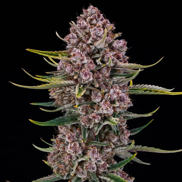 Purplenade Xl Auto de Silent Seeds