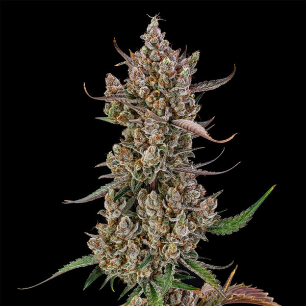 Rainbow Breath Auto de Silent Seeds