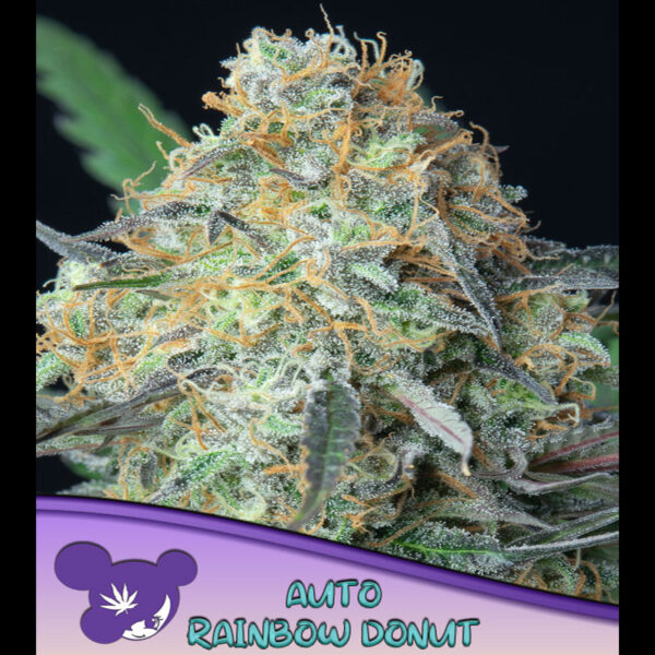 Rainbow Donut Auto de Anesia Seeds