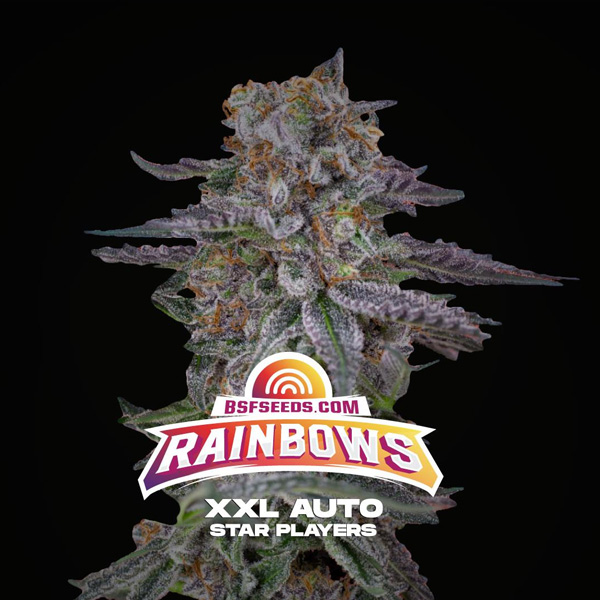 Rainbows XXL Auto de Bsf Seeds