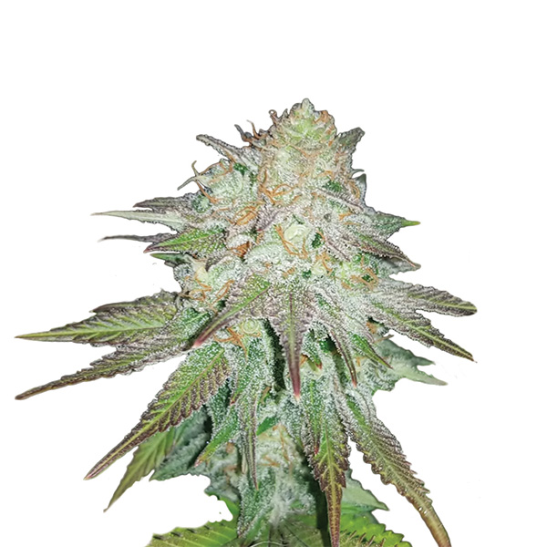 Raspberry Cough Auto de Nirvana