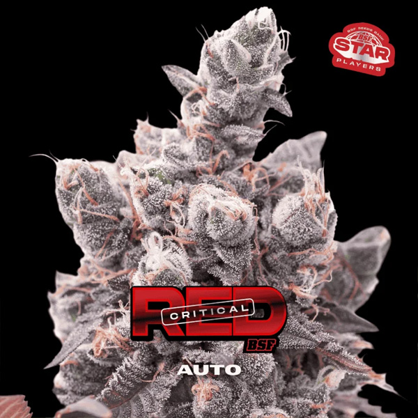 Red Critical Auto de Bsf Seeds