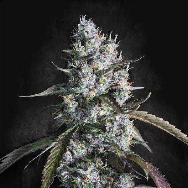 Red Velvet Auto de Paradise Seeds