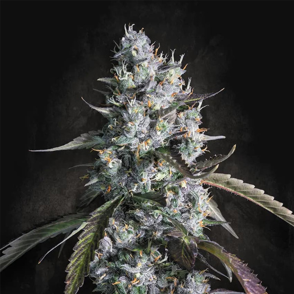 Red Velvet Auto de Paradise Seeds