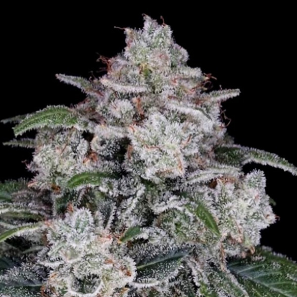 Return Of The Mac Auto de Dna Genetics