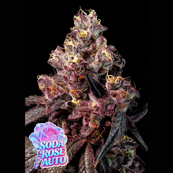 Rose Soda Auto de Anesia Seeds
