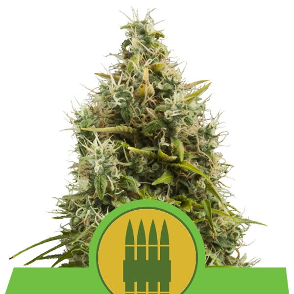 Royal AK Auto de Royal Queen