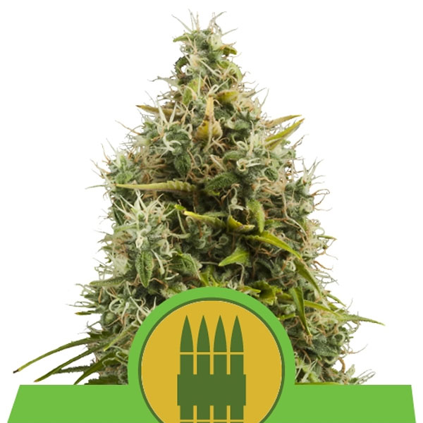 Royal AK Auto de Royal Queen