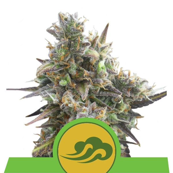 Royal Bluematic Auto de Royal Queen