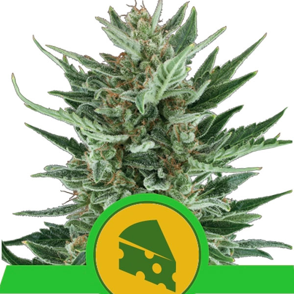 Royal Cheese Auto de Royal Queen