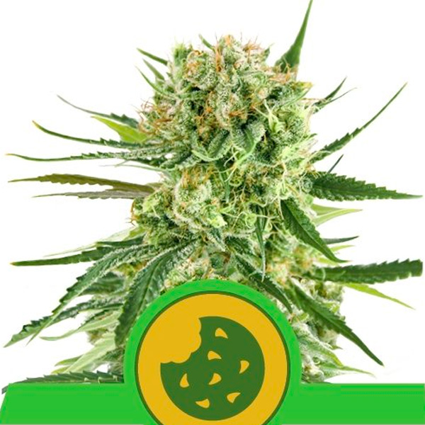 Royal Cookies Auto de Royal Queen