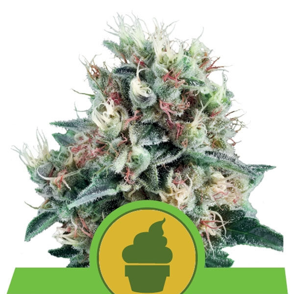Royal Creamatic Auto de Royal Queen