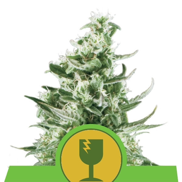 Critical Auto de Royal Queen