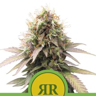 Royal Runtz Auto de Royal Queen