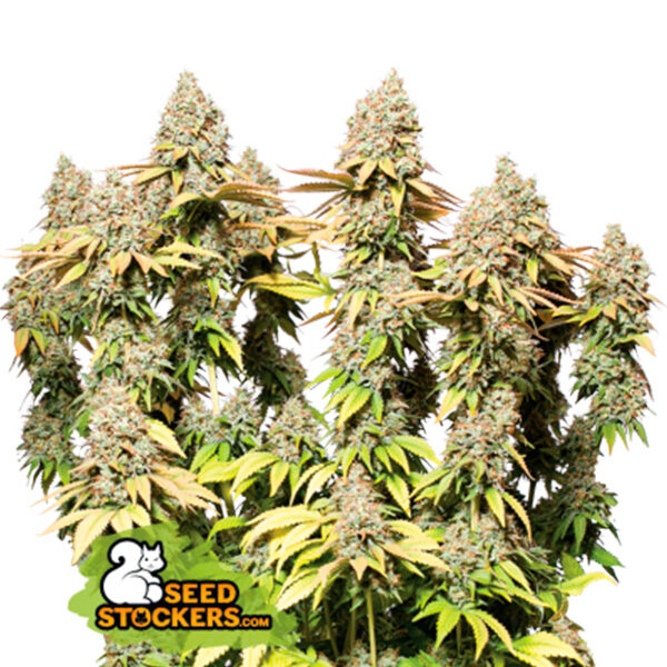 Rucu Cucu OG Auto de Seedstockers