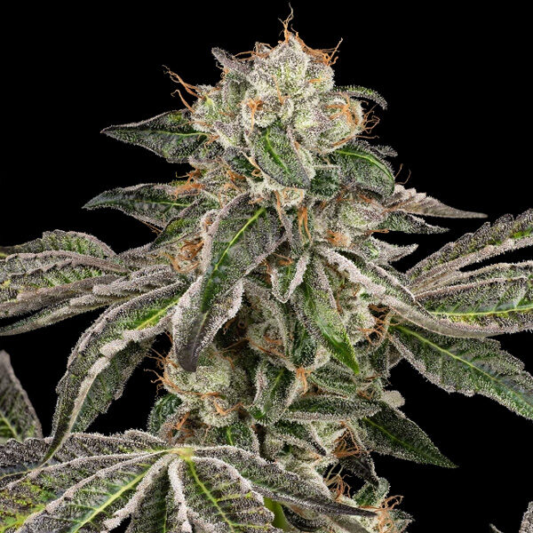 Runtz Auto de White Label