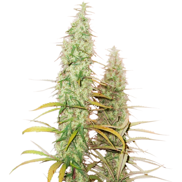 Santa Marta Haze Auto de Seedstockers