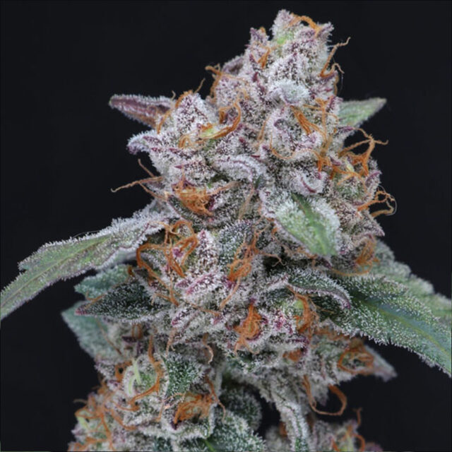 Sherbacio OG Auto de Pure Instinto