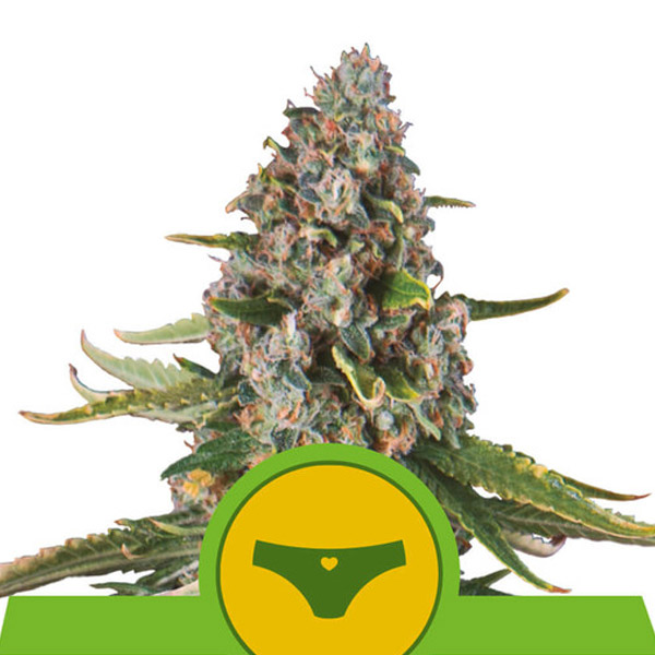 Sherbet Queen Auto de Royal Queen