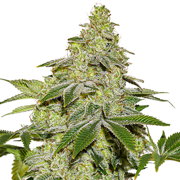 Sherbet Auto de Seedstockers