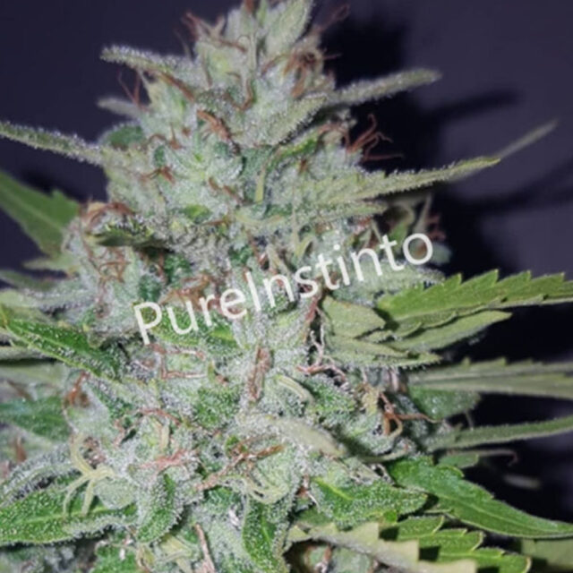Shotgun Auto de Pure Instinto