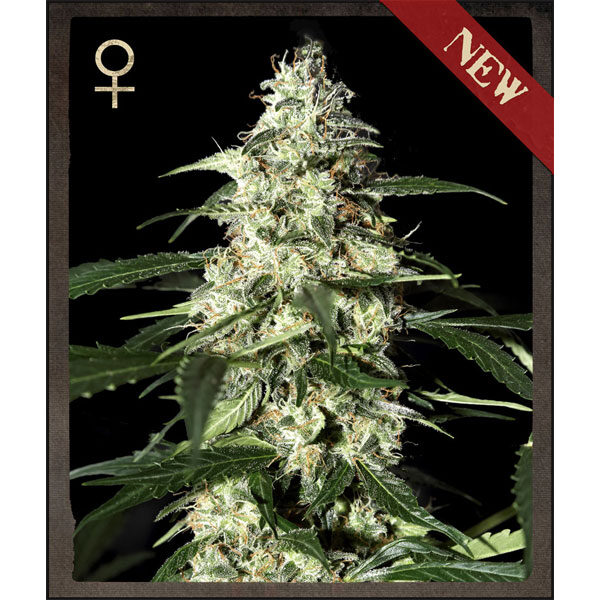 Skunk Auto de Strain Hunters Seeds