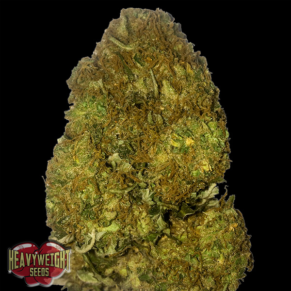 Skunky Monkey Auto de Heavyweight Seeds