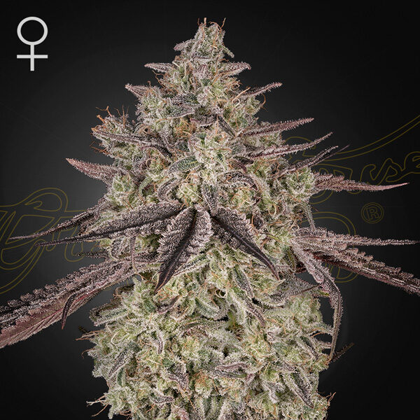 Skywalker Auto de Green House