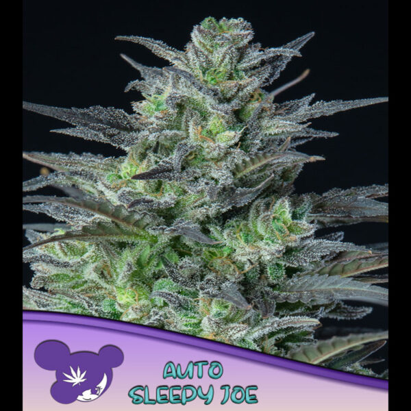Sleepy Joe Auto de Anesia Seeds