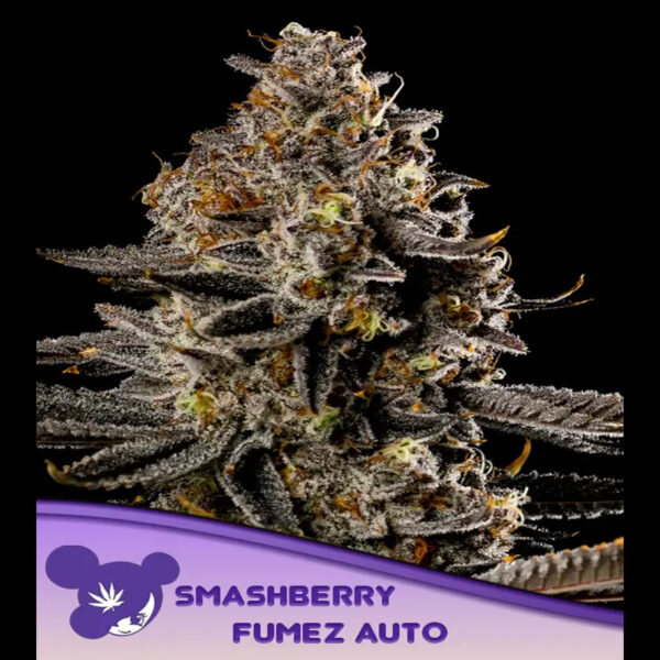Smashberry Fumez Auto de Anesia Seeds