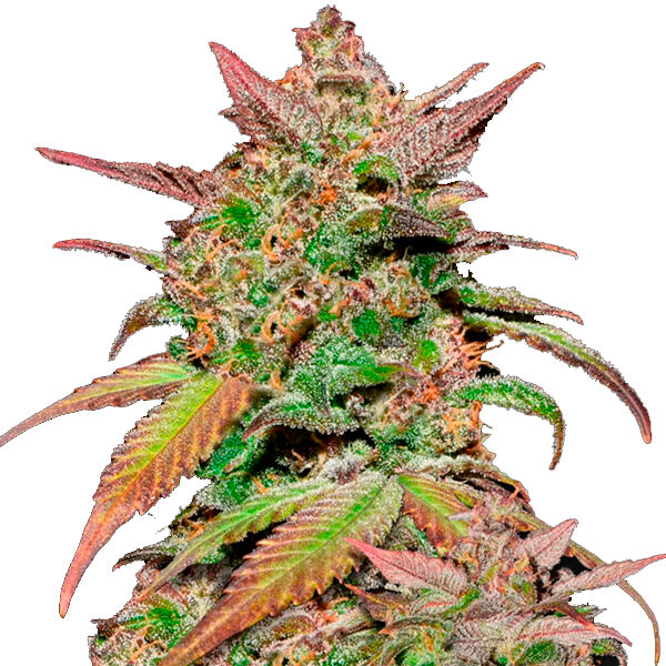 Smoothie Auto de Fast Buds