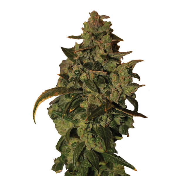 Somango XXL Auto de Nirvana