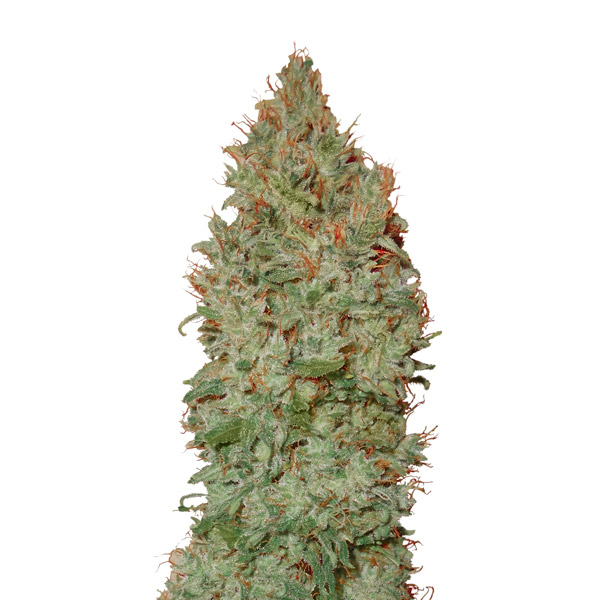 Sour Diesel Auto de Cbd+ Buds