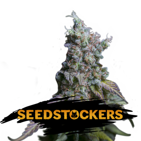 Sour Diesel Auto de Seedstockers