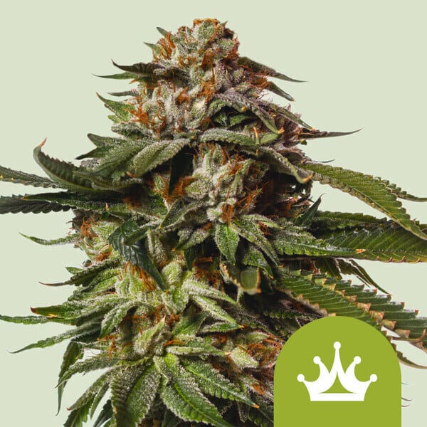 Special Queen #1 Auto de Royal Queen