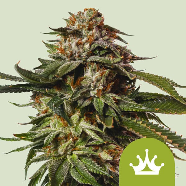Special Queen #1 Auto de Royal Queen