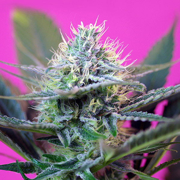 + Speed Auto de Sweet Seeds