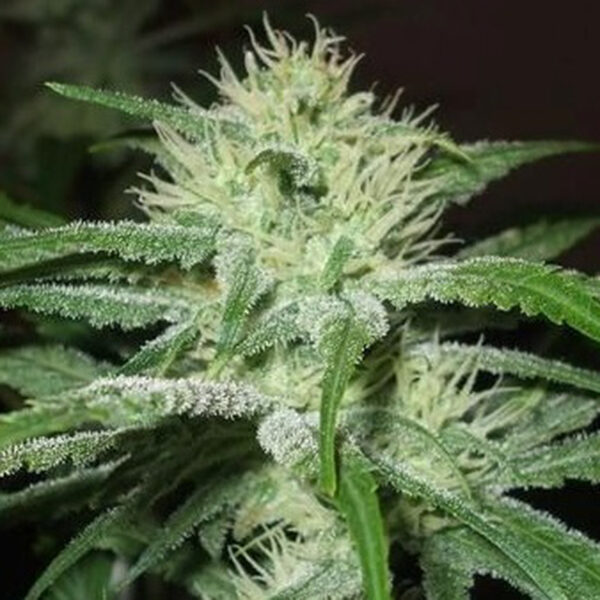 Speed Bud Auto de Female Seeds