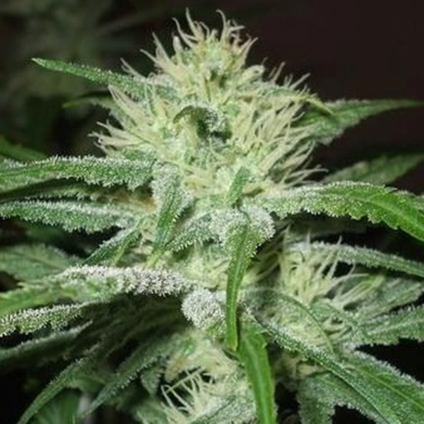 Speed Bud Auto de Female Seeds
