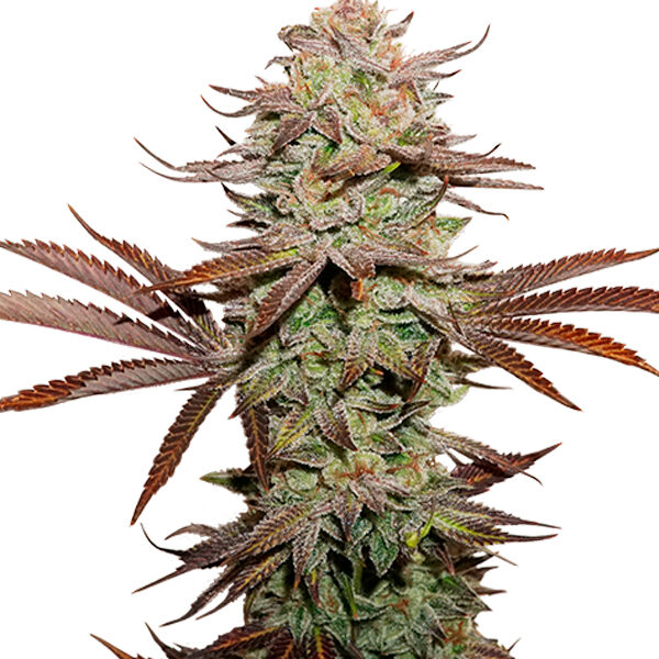 Sticky Fingers Auto de Seedstockers