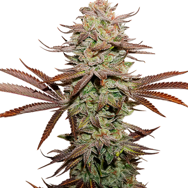 Sticky Fingers Auto de Seedstockers