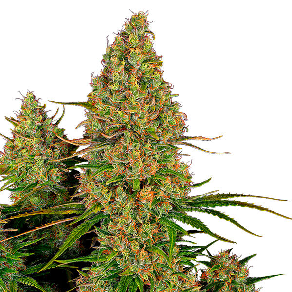 Sticky Orange XXL Auto de Sensi Seeds Research