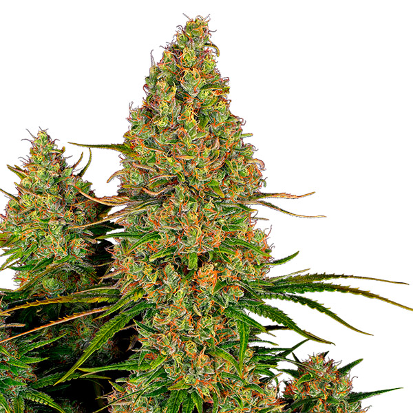 Sticky Orange XXL Auto de Sensi Seeds Research