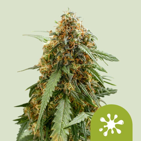 Sticky Queen Auto de Royal Queen