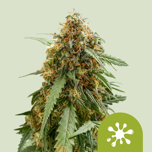 Sticky Queen Auto de Royal Queen