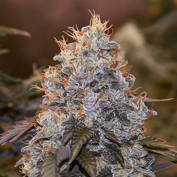 Strawberry Banana Auto de High Speed Buds