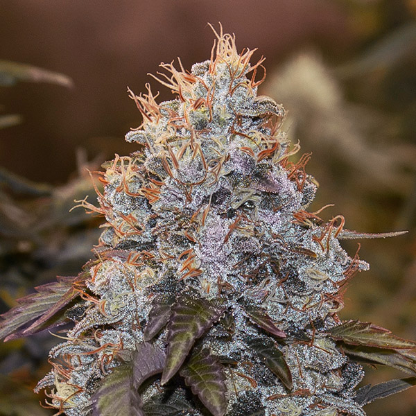 Strawberry Banana Auto de High Speed Buds