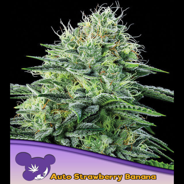 Strawberry Banana Auto de Anesia Seeds